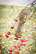 USA, Colorado, Fort Collins. Fox Squirrel Eating Berries On Hawthorn Tree.