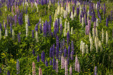 Fototapeta  - Multi colored Lupine wildflowers in a meadow
