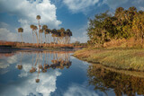 Fototapeta Sawanna - Sable palms reflected on the Econlockhatchee River, a blackwater tributary of the St. Johns River, near Orlando, Florida