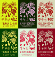 Set Of Vector Drawings Of Viburnum Ordinary In Different Colors. Hand Drawn Illustration. Latin Name VIBURNUM OPULUS L.
