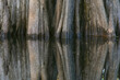 Pattern of cypress trees reflecting on blackwater area of St. Johns River, central Florida.