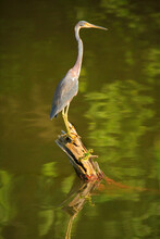 USA, Georgia, Harris Neck National Wildlife Refuge, Immature Heron On Stump In Pond.