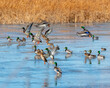 Ducks leaving the pond