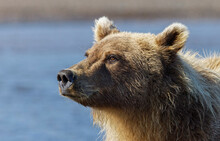 Grizzly Bear Close-up, Lake Clark National Park And Preserve, Alaska
