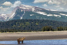 Grizzly Bear In Landscape With Mountain, Lake Clark National Park And Preserve, Alaska