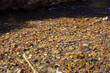 rocks in thee river