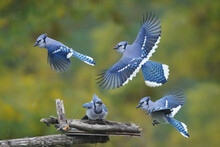 Blue Jay Fighting Over Food On Fall Day, Two Flying Off In Retreat