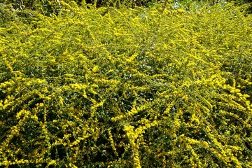 Wall Mural - Tiny yellow flowers of Rough Goldenrod 'Fireworks'