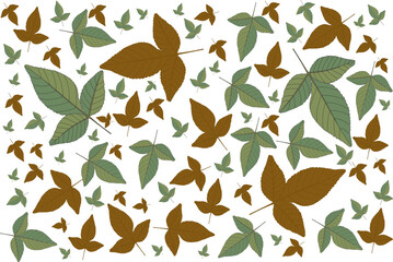 Wall Mural - Abstract wallpaper of green and brown Bael leaf on white background.