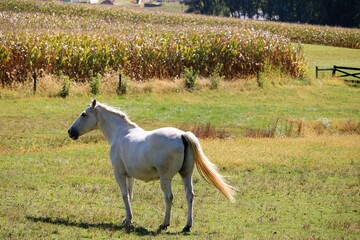 Sticker - horse in the field