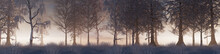 Winter Woodland With Snow Covered Trees In A Pale Mist. Seasonal Banner.
