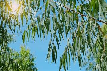 eucalyptus leaves. branch eucalyptus tree nature background