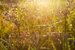 Selective focus on some herbs in the rays of a very bright rising sun. swamp summer grasses at dawn, sunset.Scirpus sylvaticus