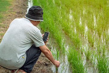 Wall Mural - Male agriculturist using smart phone to check and monitoring quality of rice in paddy field. Smart farmer researching about rice growth in organic rice paddy field. Agriculture investigation concept.