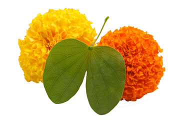 Indian Festival Dussehra, showing golden leaf (Piliostigma racemosum) and marigold flowers on white background.