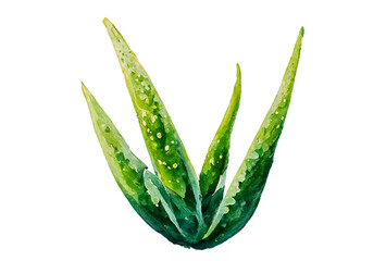 Aloe vera plant isolated on white background. Aloe vera is a succulent plant species of the genus Aloe. It is cultivated for agricultural and medicinal uses