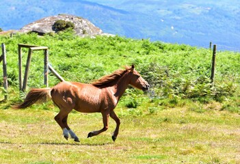 Canvas Print - Brown young horse running in greenery field