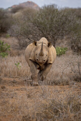 Wall Mural - Black rhino charges towards camera over grass