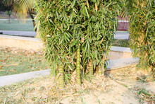 Cluster Of Buddha Bamboo (Bambusa Ventricosa) In A Garden : Pix SShukla