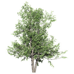 Poster - River Birch Tree – Front View