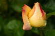 Rose fotografata in giardino