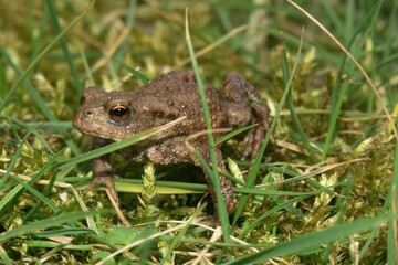 Poster - Cloaseup on a smalltoadlet of the Common European toad, Bufo bufo walking in the grass