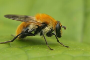 Canvas Print - Closeup on the colorful orange fluffy, Buff-tailed Bearfly Criorhina floccosa