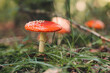 Raw Amanita muscaria mushrooms in the forest
