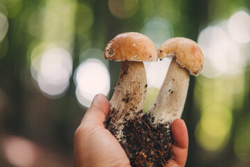 Wall Mural - Finding beautiful Porcini mushrooms in the forest