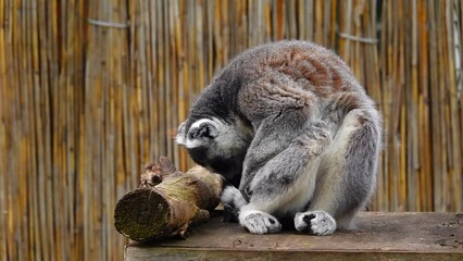 Sticker - lemur cleans its fur on a blurred gray background.slow motion