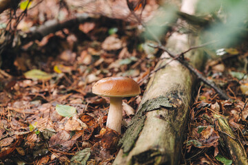 Wall Mural - Finding beautiful Porcini mushrooms in the forest