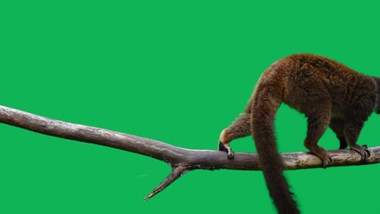 Sticker - brown lemur slowly walking on a log on a green screen. slow motion