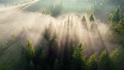 Fototapete - Flying over pine tree forest, warm golden sun rays break through trees and fog. Amazing foggy sunrise in the forest. Magnificent autumn morning in nature