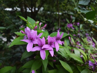 Pseuderanthemum laxiflorum or shooting star is a species of plant in the family Acanthaceae