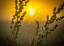 The Web Hangs With Drops Of Dew On The Branches Of The Weed Against The Backdrop Of Sunrise