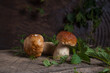Porcini mushroom commonly known as Boletus Edulis on vintage wooden background..