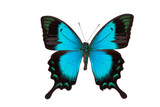 Fototapeta Motyle - butterfly isolated on white background