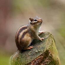 Professional Chipmunk Chipmunks On Tree Stump Free Stock Photo - Public Domain Pictures