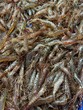 Crevettes vivantes