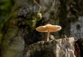 Fungus growing on a tree trunk