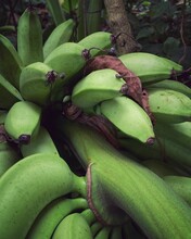 Vertical Shot Of Ripening Bananas On A Tree In Amazona Rainforest In Peru