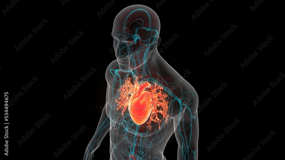 Human Circulatory System Heart Anatomy Stock Illustration | Adobe Stock