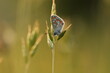 una farfalla polyommatus icarus su un filo d'erba