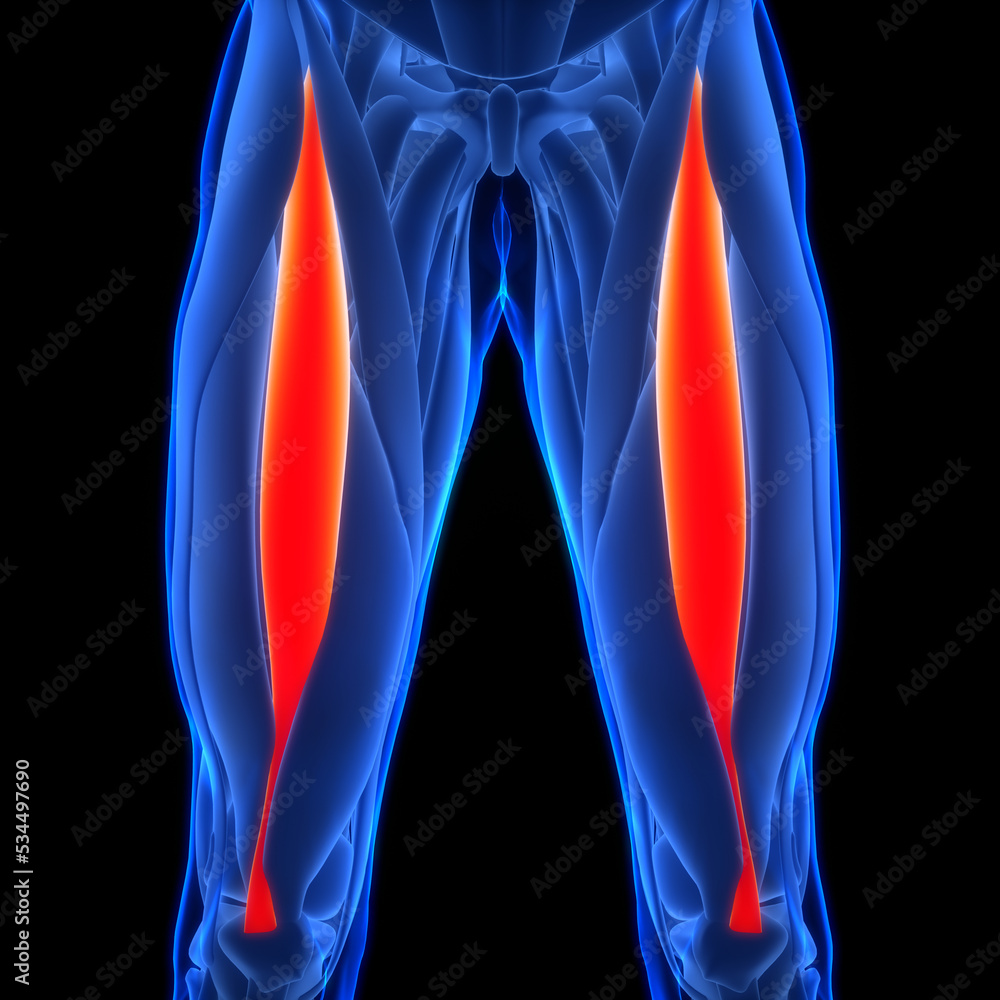 Human Muscular System Leg Muscles Rectus Femoris Muscles Anatomy Stock ...