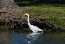 Beautiful Shot Of A Great White Egret Wading In A Pond In A Park