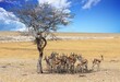 Herd of Springbok (Antidorcas marsupialis) sheltering under a tree with a light blue cloudy sky in Etosha National PARK, namibia