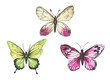 Butterflies. watercolor illustration of multicolored butterflies. insects for invitation and postcard design