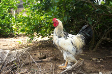 Brahma Chicken,A White Color Brahma Chicken Standing Side Ways. Image Of White Brahma Roosters.