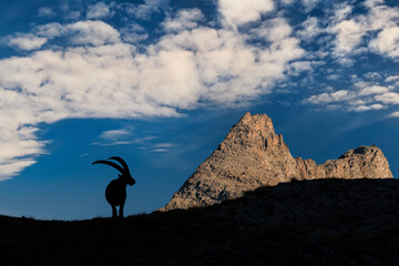 Sticker - Sunset in the wild Alps, sihlouette of a king (Capra ibex)