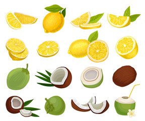 Poster - Yellow Lemon Citrus Fruit and Coconut Shell Big Vector Set